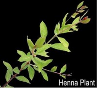 Henna plant